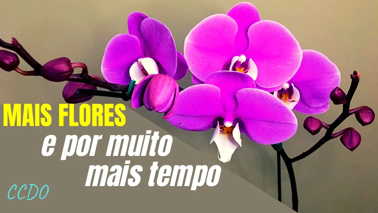 ORQUÍDEAS COM MAIS FLORES, POR MUITO MAIS TEMPO E SAUDÁVEL