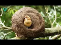 Download Lagu The Rufous Hornero Nesting || Engineer Bird Nesting