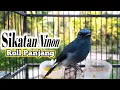Download Lagu SIKATAN NINON GACOR ROLL PANJANG / Burung Sitrun Biru Gacor