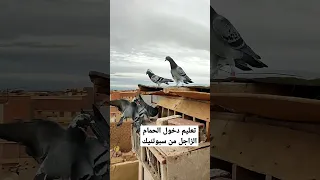 تعليم وتوليف دخول الحمام الزاجل من سبوتنيك او المدخل الرئيسي لسجنة الحمام الزاجل الحمام صقر 