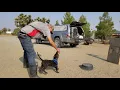 Dutch Shepherd Puppy Runt of the litter