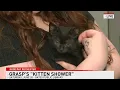 Download Lagu GRASP Animal Rescue visits ARC Rochester