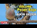 Lagu suara burung Perkutut Lokal Gacor alam bebas - paling manjur buat masteran