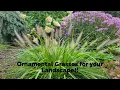 Growing Ornamental Grasses