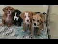 Lagrange Animal Shelter Amazing Staff Well kept facility Troup County Georgia