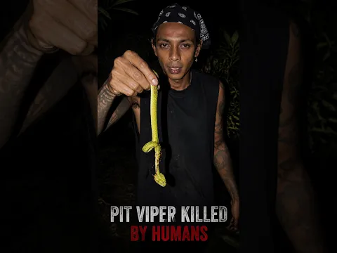 Is Pit Viper Ko Kyun Maar Diya Gaya? 🐍