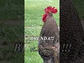 Lagu Brenda, Oh Brenda, Brenda!!! #brenda #ohbrenda #rooster #chickens #comedy #geese #goose #dadjokes