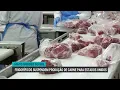 Download Lagu Meatpacking plants suspend meat production for the United States