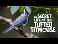 5 Interesting Facts about the Tufted Titmouse