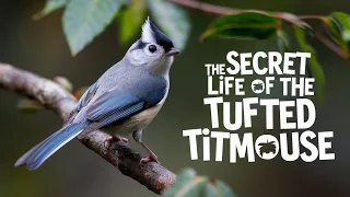 5 Interesting Facts about the Tufted Titmouse