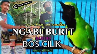 Download Ngabuburit bareng bos kecil, cucak ijo atas nama shincan masih di jalur hoki🇮🇩 BASOKA BIRD CLUB!!!! MP3