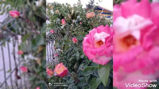 اناشيد اسلاميه اناشيد دينيه نغمات رنين اسلاميه نغمات دينيه دندنها