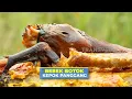 Bebek Botok Kepok Panggang | JEJAK SI GUNDUL (08/11/25)