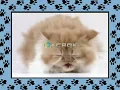 Download Lagu Xuxa Só Para Baixinhos 3 - Não Atire o Pau no Gato 🐱