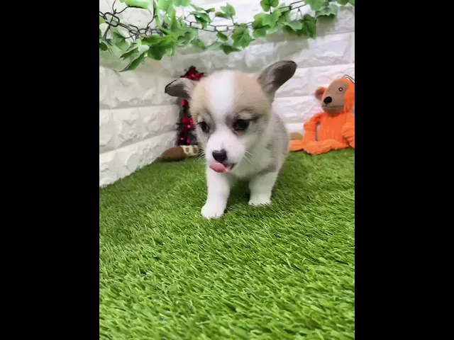 動画