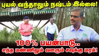 வெட்டிய 15 நாட்களில் பணம்! சவுக்கு மர சாகுபடிக்கு ஏன் இவ்வளவு டிமாண்ட்?
