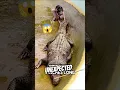 Download Lagu World Record: Largest Crocodile Ever Caught 🐊😱 #facts #crocodile #shorts