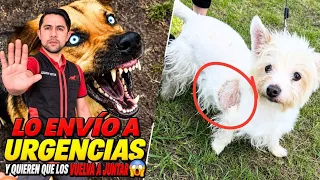 Perro grande 4grd1ó al chico ¿Pueden volver a estar juntos sin supervisión? 😱 