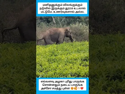 எவ்வளவு அழகா புரிது பாருங்க #shorts