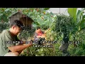 Download Lagu Jalur berburu di hutan terkutuk bikin merinding panen sayuran untuk pulang ke desa hidup di hutan