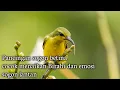Pancingan sogon betina memanggil jantan cocok untuk menaikan emosi sogon jantan