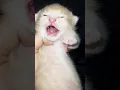 Download Lagu suara anak kucing menangis memanggil indukna #shorts #youtubeshorts