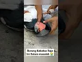 Download Lagu Burung Kakatua Raja Ini Dalam Masalah 😭
