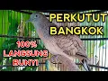 Download Lagu SUARA BURUNG PERKUTUT BANGKOK GACOR PALING AMPUH UNTUK PANCINGAN PERKUTUT BANGKOK LANGSUNG NYAUT 