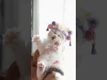Download Lagu The Most Adorable Kitten Moments Caught on Camera💕😻 #cat #pets #cute #kitten #funny