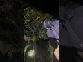 Download Lagu shooting bird at night #shoot #slingshot #kalapati #shorts #viralvideo #foryou #short#hunting#fyp