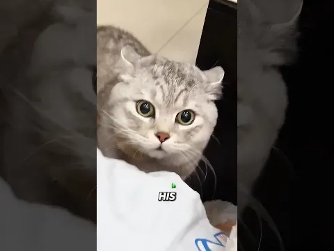 This cat thought he finally became a dadβ¦ ππ± #shorts #cats