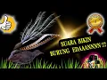 Download Lagu Masteran Burung Murai Batu Paling Istimewa