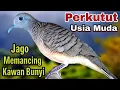 Lagu Suara burung perkutut lokal muda paling ampuh untuk pancingan perkutut yang belajar bunyi
