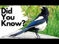 Things you need to know about MAGPIES