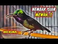 Download Lagu PANCINGAN KONIN GACOR FULL ISIAN TEMBAKAN MEWAH !! MASTERAN KOLIBRI NINJA BAHAN NEMBAK ISIAN SULTAN