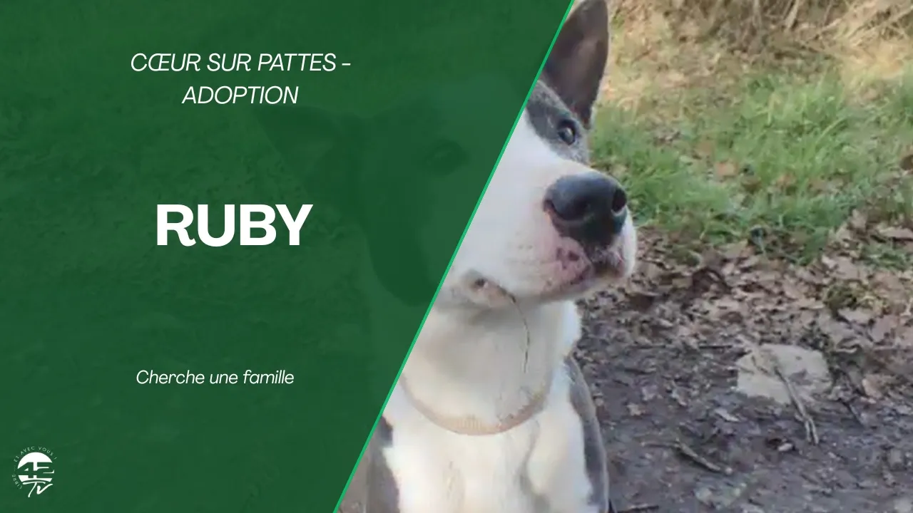 ⁣Coeur sur Pattes - Ruby, 6 ans : le défi d’un nouveau départ pour une chienne « débordante d’amour »