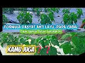 Download Lagu Petani Cabai Tonton Ini‼️ Formula Dasyat Anti Layu Pada Cabai #dewatatanitv #caramengobaticabailayu