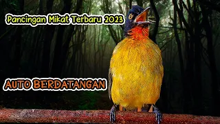 suara rayuan kutilang emas