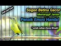 Lagu CUITAN HANDAL SOGON BETINA GACOR MEMANGGIL JANTAN, BIKIN EMOSI SOGON TROTOL GACOR DOR LANGSUNG NAIK