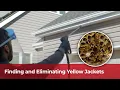 How Viking Pest Handles Yellow Jacket Control
