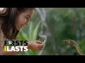 Lagu Don't Feed The Dinosaurs! Opening Scene: The Lost World Jurassic Park | Firsts and Lasts