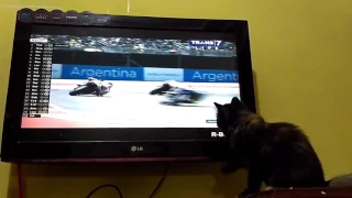 Download Kucing lucu nonton MOTO GP AMERIKA MP3