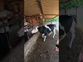The Craziest Cow I ve Ever Seen Vet POV