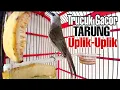 Trucukan Gacor Tarung Uplik-Uplik Sangat Ampuh Menjadikan Trucuk Gacor Seketika
