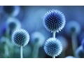 Download Lagu Mishary Rashid Alafasy | 112 | Surah Al-Ikhlas (The Sincerity) | مشاري راشد العفاسي
