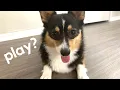 Corgi Wants to Play with Goldendoodle