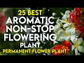 25 best aromatic permanent flowering plants in india | scented flower plant | perennial flower plant