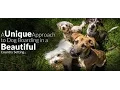 Dog Boarding Camp - Dog Days