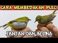 Download Lagu CARA MEMBEDAKAN PLECI JANTAN DAN BETINA