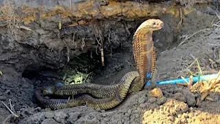 صيد ذكر كوبرا ضخم بعدما تتبعنا أثره وصولا الى جحره مع احمد الدكرونى ومصطفى هجرس 